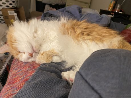 Mitzi xxx actress galleries