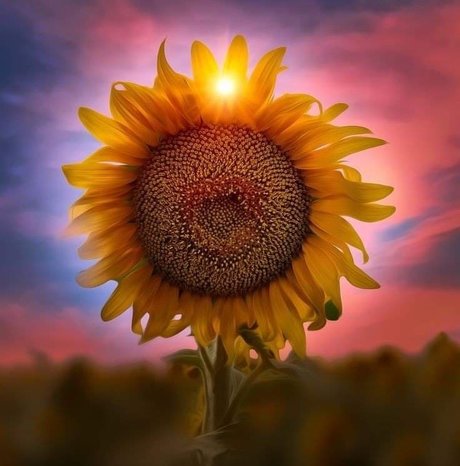 Lizzie Simpson read bio high quality star pictures