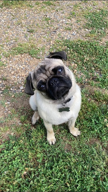 hisreverie perfect pornstar image