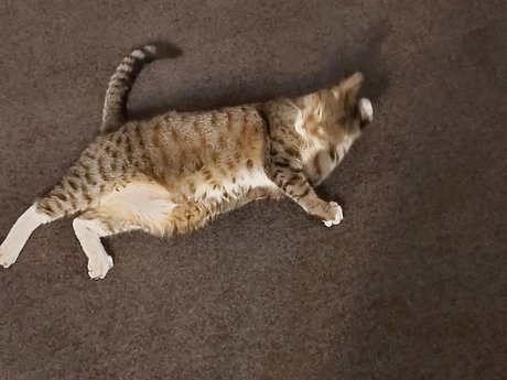 Hectorchavez xxx pornstar pictures