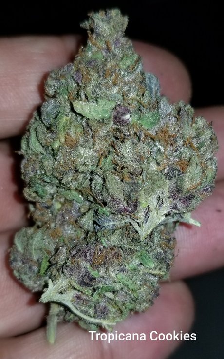 YogaYo star nude photo