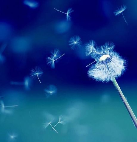 Moshu perfect star images