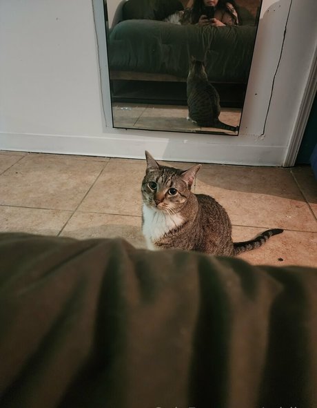 adriivy pornstar adult pics