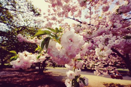 Muscle tanman star high quality photos