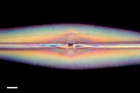 GoshaBaby star archive