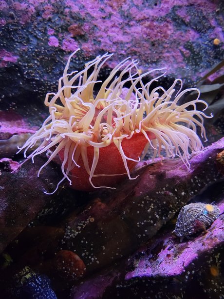 Chaotic Good Himbo adult actress photo