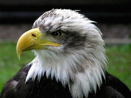 Tiffani_ art model img