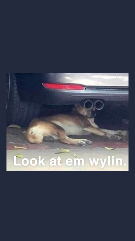 dacasablanca hot star images