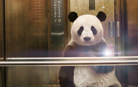 Pandaa Hendrixx free pornstar photo