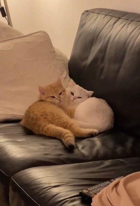 Creme star xxx gallery