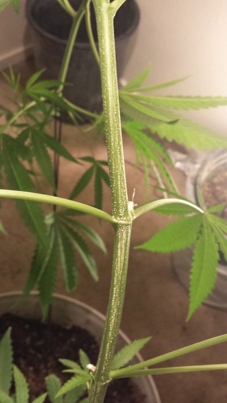 Yesplease star erotic picture