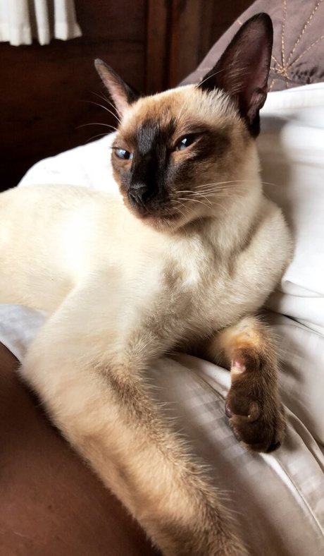 bexiewilliams star top gallery