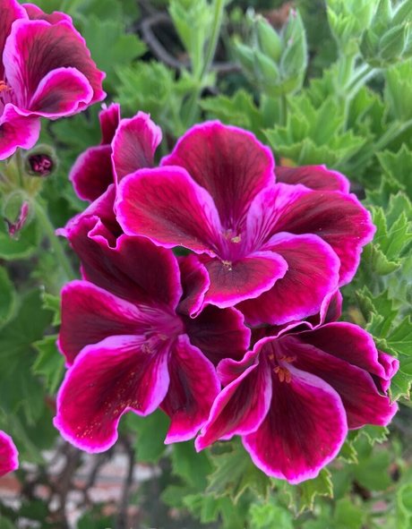 margotdeveraux pornstar adult img