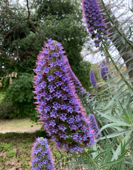 margotdeveraux sexy star photos