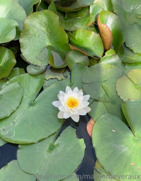 margotdeveraux star top galleries