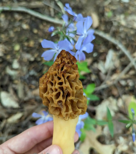 freesexypsychedelic perfect star gallery