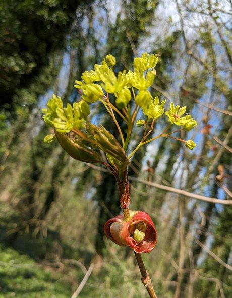 nataliewinz nice actress img