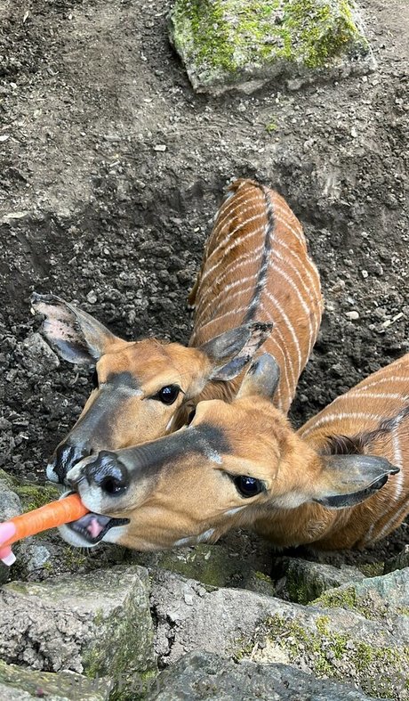 cocolinaa69 top pornstar images