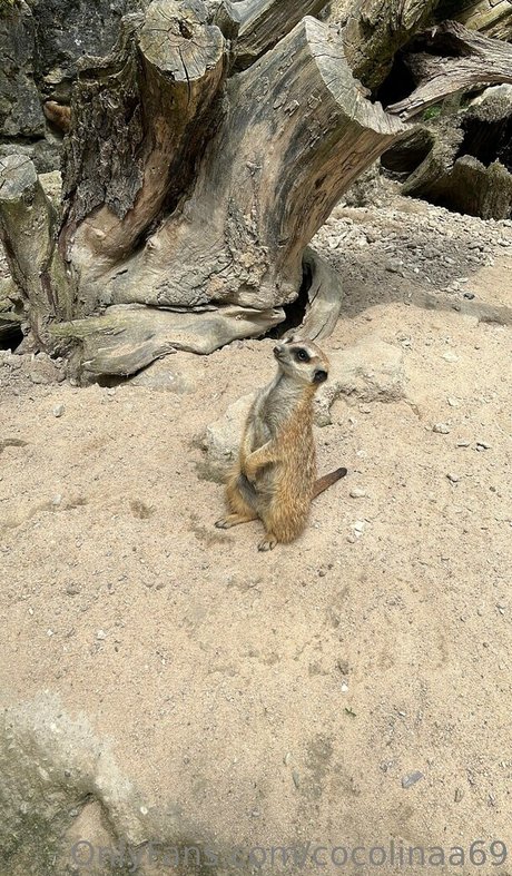 cocolinaa69 nudes actress archive