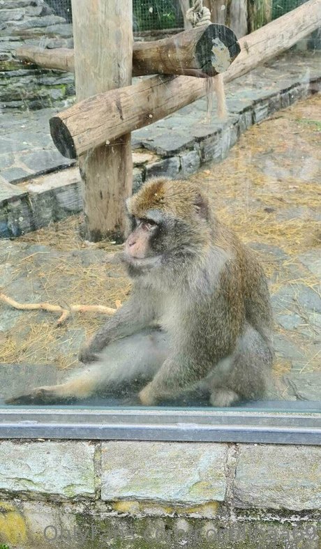 cocolinaa69 free actress gallery