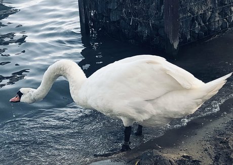 ssbbw onlyfans hot naked photos