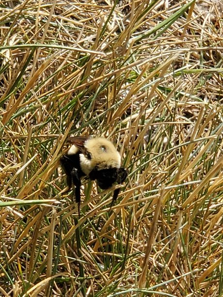 Afluffybunny99 pretty star img