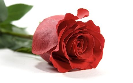 ally rose star beautiful image