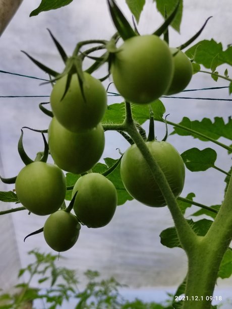 Agriculture Valley Stiven Guzman xxx star pic