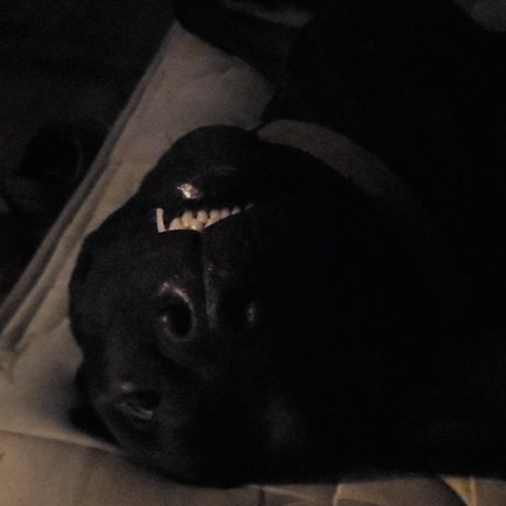 Gaven top pornstar photo