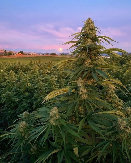 onesexy01 hd star gallery