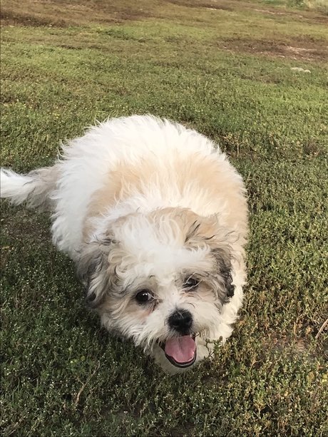 Paash sex model image