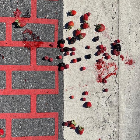 Papillon nice model pictures