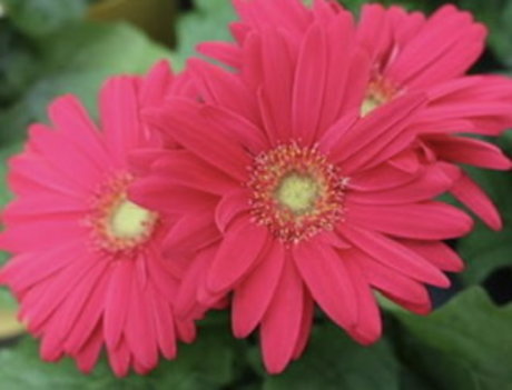 Paige Marks naked pornstar archive