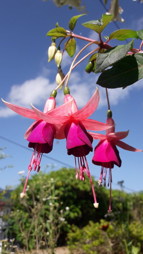 Piel Canela star nice img