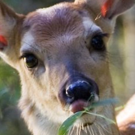 cherubelly adult star galleries