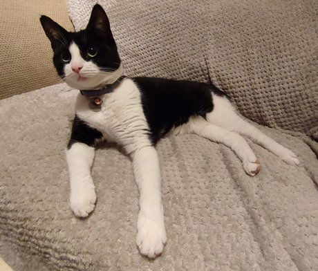 Cool cats xxx naked pornstar pictures