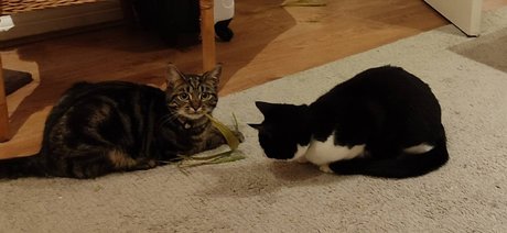 Cool cats xxx top star photo