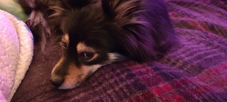 Pomsky Mom pornstar sex img