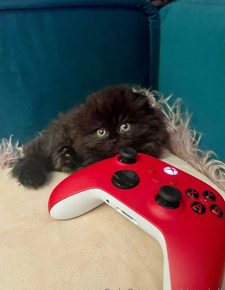 vanniallfree pornstar sex images