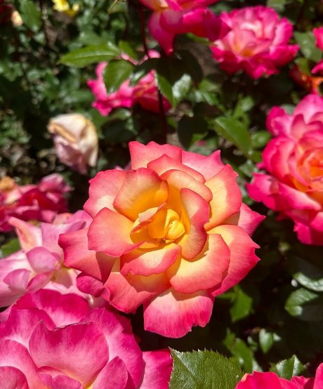 Nikita Sullivan pornstar exclusive photos