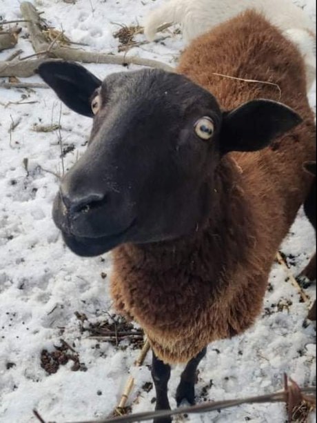 Virtual Petting Zoo model exclusive images