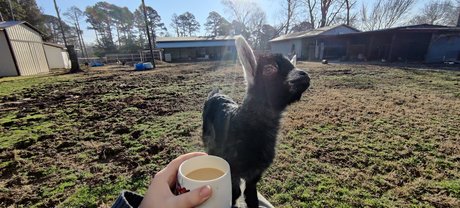 Virtual Petting Zoo star erotic photo