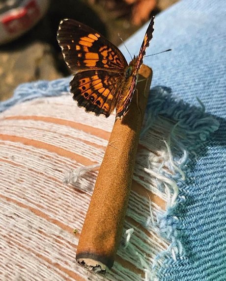 Princess monroe pornstar adult pictures