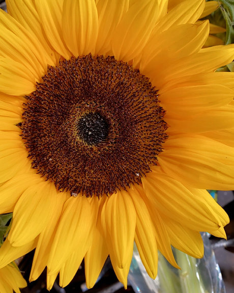 Queen M art star img