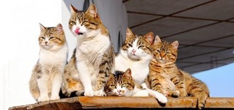 FAT CAT_ nice star photos