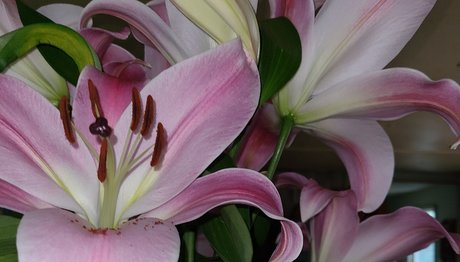 bbw milf onlyfans hot pictures