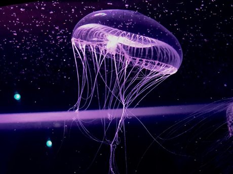 RopeBunni model pretty pics