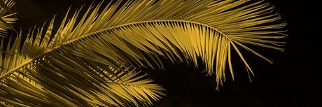 Oh Nose exclusive actress archive