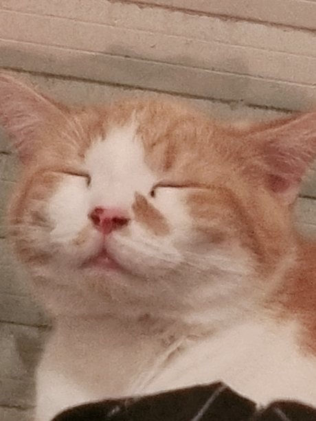 Safir Babe hd star picture