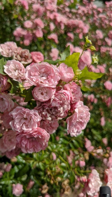 Sacha Rose Love best pornstar gallery